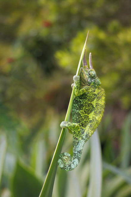 Male Jackson's Chameleon (Chamaeleo jacksoni) clinging to a plant leaf.  This species is native to Eastern Africa; Hawaii, United States of America Poster Print by Dave Fleetham (13 x 20)