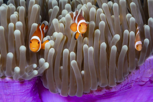 As you move East, the Western clown anemonefish (Amphiprion ocellaris), pictured here, is replaced with the Eastern clown anemonefish (Amphiprion percula); Philippines Poster Print by Dave Fleetham (20 x 13)