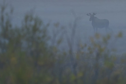 Bull moose (Alces alces) in the mist; Yukon, Canada Poster Print by Robert Postma (19 x 12)