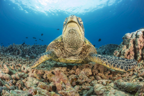 Green sea turtle (Chelonia mydas) an endangered species, off West Maui, Hawaii, USA; Maui, Hawaii, United States of America Poster Print by Dave Fleetham (19 x 12) Green sea turtle (Chelonia mydas) an endangered species, off West Maui, Hawaii, USA; Maui, Hawaii, United States of America Poster Print by Dave Fleetham (19 x 12)