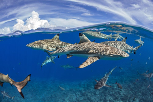 Blacktip reef sharks (Carcharhinus melanopterus) and Grey reef sharks (Carcharhinus amblyrhynchos) cruising just below the surface off the island of Yap, Micronesia; Yap, Federated States of Micronesia Poster Print by Dave Fleetham (19 x 12)