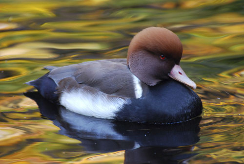 Red-crested pochard duck, Netta rufina, in pond with autumn colors.; New York. Poster Print by Darlyne Murawski (17 x 11)