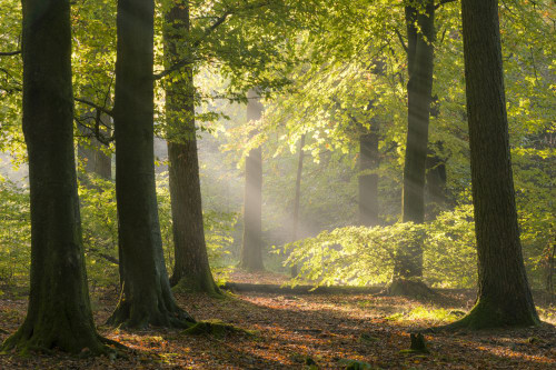 Morning mist in a beech woodland at Stockhill Wood in the Mendip Hills Area of Outstanding Natural Beauty. Poster Print by Loop Images Ltd. (20 x 13)