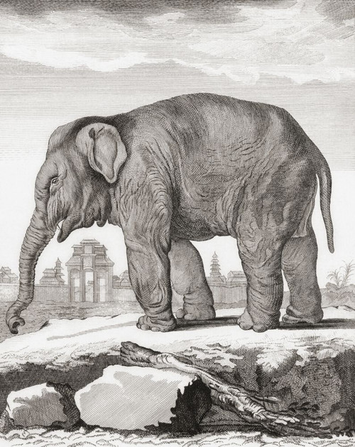 Female elephant.  After a late 18th century print from Barent de Bakker from a drawing by De Seve. Poster Print by Ken Welsh (13 x 17)