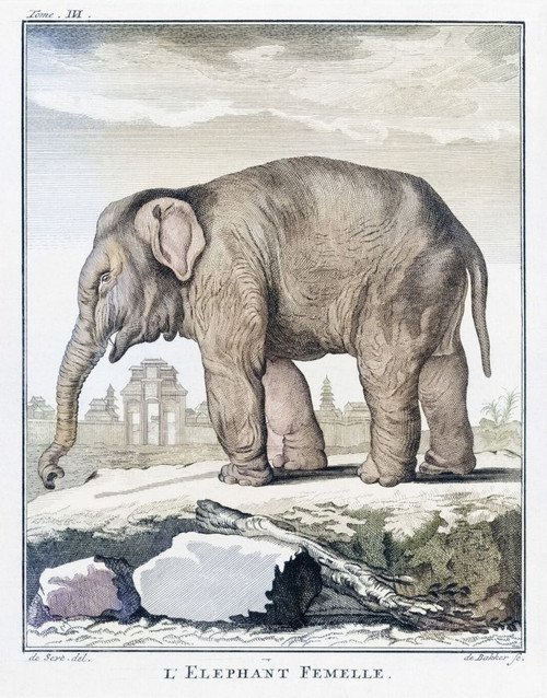 Female elephant.  After a late 18th century print from Barent de Bakker from a drawing by De Seve.  Later colorization. Poster Print by Ken Welsh (13 x 17)