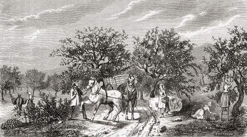 Workers picking apples in Normandy, France in the 19th century.  From Le Savant du Foyer ou Notions Scientifiques Sur Les Objets Usuels de la Vie, published 1864 Poster Print by Ken Welsh (20 x 11)