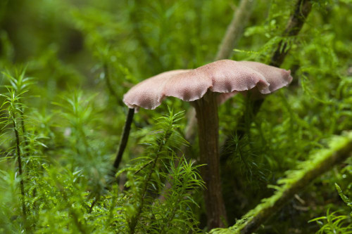 The Deceiver mushroom on a woodland floor in the Mendip Hills. Poster Print by Loop Images Ltd. (20 x 13)