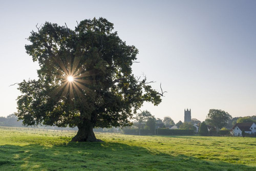 An English Oak tree in a field at the village of Wrington at sunrise. Poster Print by Loop Images Ltd. (20 x 13)