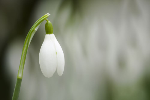 A close-up of a single Common Snowdrop in flower with a background of snowdrops in an English woodland in winter. Poster Print by Loop Images Ltd. (20 x 13)