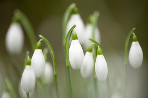 A close-up of Common Snowdrops in flower in an English woodland in winter. Poster Print by Loop Images Ltd. (20 x 13)