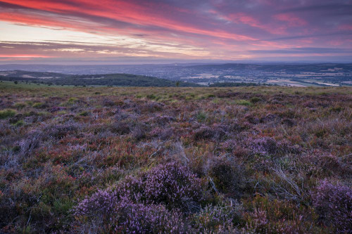 Heather on Black Down in the Mendip Hills Area of Outstanding Natural Beauty. Poster Print by Loop Images Ltd. (20 x 13)