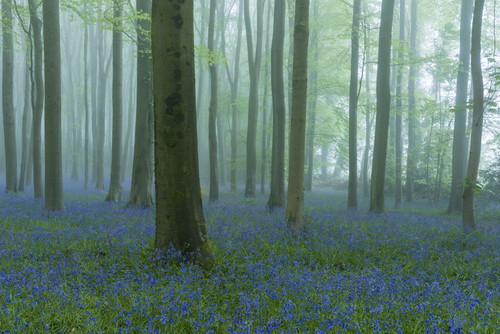 Bluebells in a misty beech woodland at dawn on Wrington Hill. Poster Print by Loop Images Ltd. (20 x 13)