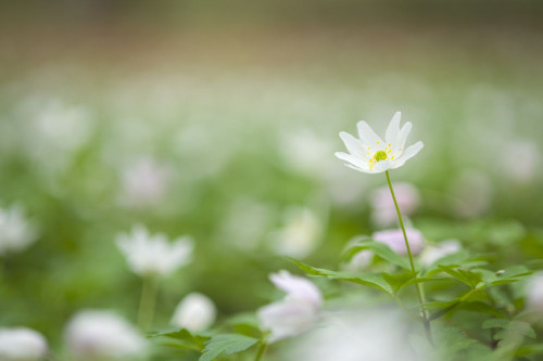 Close-up of Wood Anemone flowers on a woodland floor. Poster Print by Loop Images Ltd. (20 x 13)