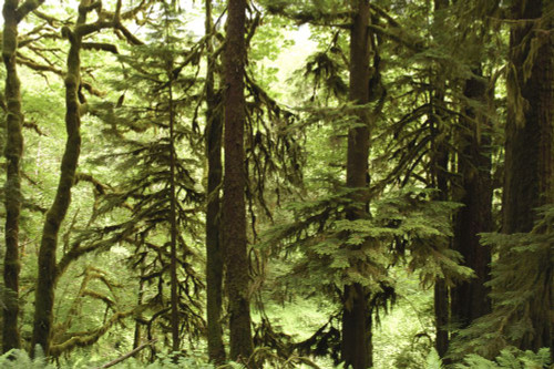 View of trees and moss and lichen-covered branches.; Quinault rain forest, Olympic Peninsula, Washington Poster Print by Darlyne Murawski (17 x 11)