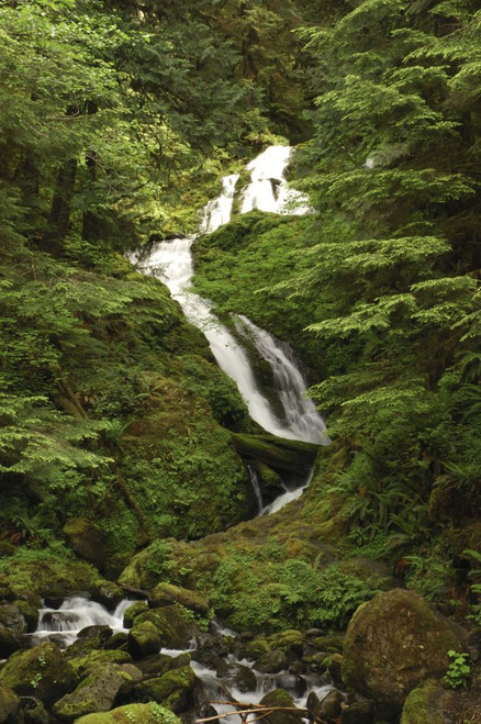 This is one of only 3 coniferous, temperate rainforests in the western hemisphere.; Quinault rain forest, Olympic Peninsula, Washington Poster Print by Darlyne Murawski (11 x 17)