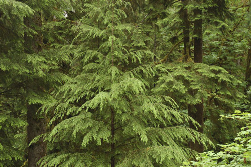 Spruce trees in the Quinault Rain Forest.; Olympic Peninsula,Washington Poster Print by Darlyne Murawski (17 x 11)