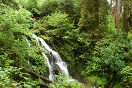 A small waterfall in the Quinault rain forest, Olympic Peninsula, WA; Quinault forest, Olympic Peninsula,Washington Poster Print by Darlyne Murawski (17 x 11)