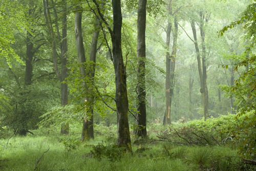 A misty beech woodland in summer at Stockhill Wood in the Mendip Hills Area of Outstanding Natural Beauty. Poster Print by Loop Images Ltd. (20 x 13)