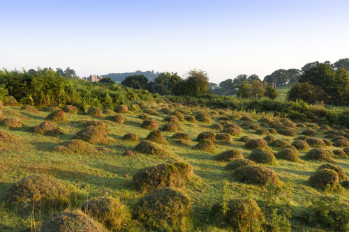 Anthills from the Yellow meadow ant at Dunster Park with Dunster Castle beyond on the edge of Exmoor National Park. Poster Print by Loop Images Ltd. (20 x 13)