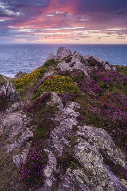 Heather on Morte Point at sunset on the North Devon Heritage Coast. Poster Print by Loop Images Ltd. (13 x 20)