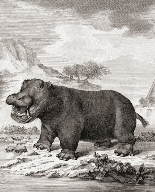 A hippopotamus (Hippopotamus amphibius) after a print dated 1775 by Barent de Bakker after a work by Anthony Andriessen. Poster Print by Ken Welsh (13 x 17)