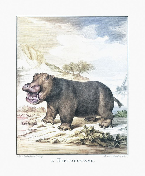 A hippopotamus (Hippopotamus amphibius) after a print dated 1775 by Barent de Bakker after a work by Anthony Andriessen.  Later colorization. Poster Print by Ken Welsh (14 x 17)