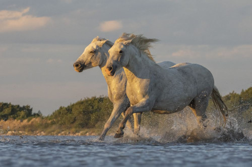 Camargue horses running through the water at sunrise in the south of France. A fine example of the power in these amazing animals; Saintes-Maries-de-la-Mer, France Poster Print by Robert Postma (19 x 12)