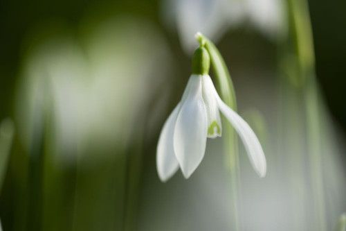 Soft focus close up of Common Snowdrop Galanthus nivalis flowers. Poster Print by Loop Images Ltd. (20 x 13)