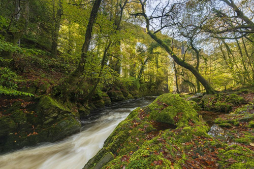 River Erme in woodland on the edge of Dartmoor National Park with Ivybridge viaduct beyond. Poster Print by Loop Images Ltd. (20 x 13)