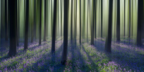 Dreamy bluebell woodland sunrise in spring. Poster Print by Loop Images Ltd. (22 x 11)