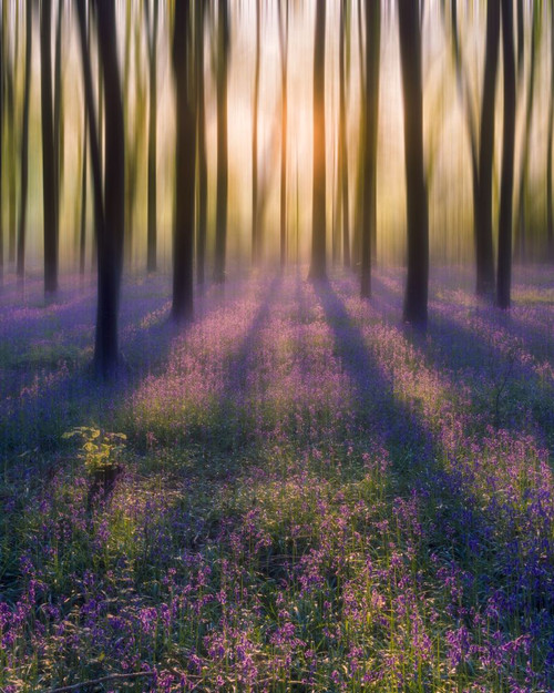 Dreamy bluebell woodland sunrise in spring. Poster Print by Loop Images Ltd. (13 x 16)