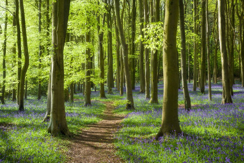 An English bluebell wood in the West Country of England. Poster Print by Loop Images Ltd. (20 x 13)
