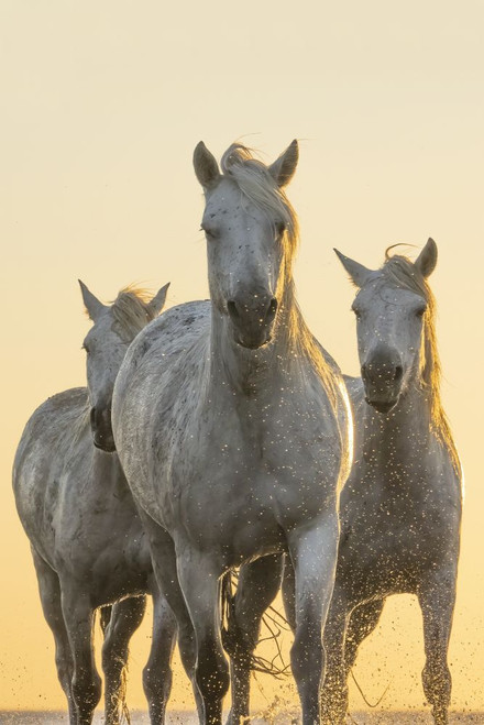 Camargue horses standing in the water at sunrise in the south of France. A fine example of the power in these amazing animals; Saintes-Maries-de-la-Mer, France Poster Print by Robert Postma (12 x 19)