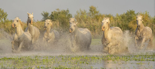 Camargue horses running through the water at sunset in the south of France. A fine example of the power in these amazing animals; Saintes-Maries-de-la-Mer, France Poster Print by Robert Postma (25 x 11)
