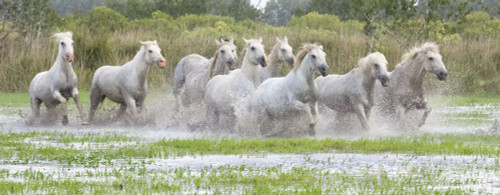 Camargue horses running through the water at sunset in the south of France. A fine example of the power in these amazing animals; Saintes-Maries-de-la-Mer, France Poster Print by Robert Postma (25 x 10)