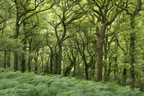 An oak woodland on the side of Longstone Hill above Hodder's Combe in the Quantock Hills Area of Outstanding Natural Beauty. Poster Print by Loop Images Ltd. (20 x 13)
