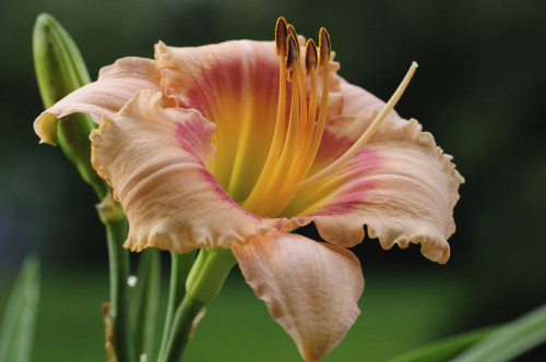 Close up of a large day lily, Hemerocallis species.; Lexington, Massachusetts. Poster Print by Darlyne Murawski (17 x 11)