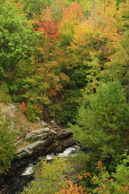 Scenic view of forest and stream from above.; Acadia National Park, Mount Desert Island, Maine. Poster Print by Darlyne Murawski (11 x 17)