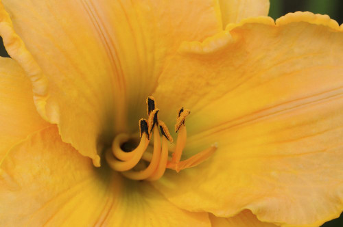 Close up of a large yellow day lily, Hemerocallis species.; Lexington, Massachusetts. Poster Print by Darlyne Murawski (17 x 11)