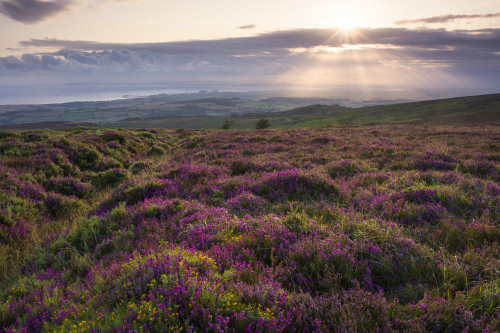 Bell heather at sunrise on Longstone Hill in the Quantock Hills Area of Outstanding Natural Beauty with the Bristol Channel beyond. Poster Print by Loop Images Ltd. (20 x 13)