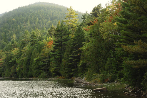 Bubble Pond and surrounding forest and hills in autumn.; Acadia National Park, Mount Desert Island, Maine. Poster Print by Darlyne Murawski (17 x 11)