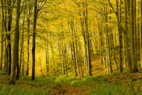 A broadleaf woodland in autumn at Rowberrow Warren in the Mendip Hills. Poster Print by Loop Images Ltd. (20 x 13)