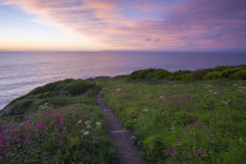 Sea Campion in flower on Rillage Point on the North Devon Heritage Coast at dusk. Poster Print by Loop Images Ltd. (20 x 13)