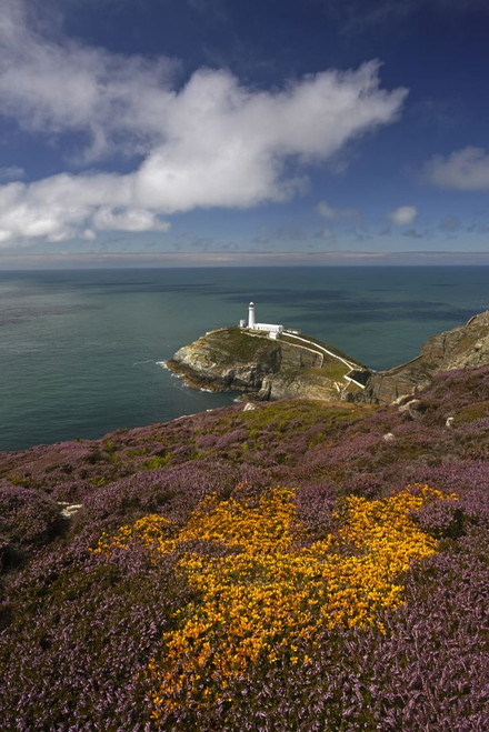A view of South Stack lighthouse from the heather covered cliffs. Poster Print by Loop Images Ltd. (12 x 18)