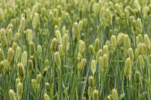 Close view of a wheat field with maturing grain.; Delaware. Poster Print by Darlyne Murawski (17 x 11)