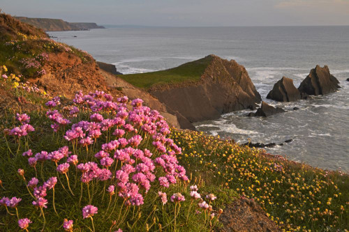Pink thrift and yellow kidney vetch flowering on cliffs above Hartland Quay with Screda Point in the distance. Poster Print by Loop Images Ltd. (18 x 12)