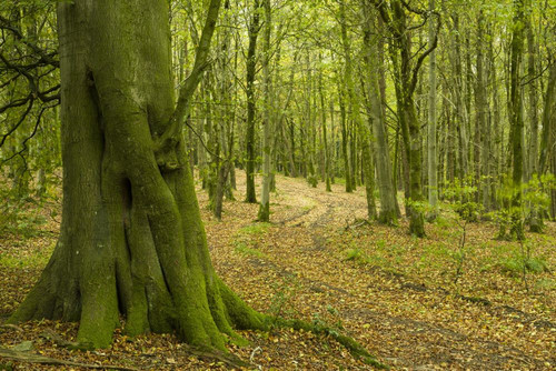 A pathway through a broadleaf woodland at Cothelstone Hill in autumn in the Quantock Hills. Poster Print by Loop Images Ltd. (20 x 13)