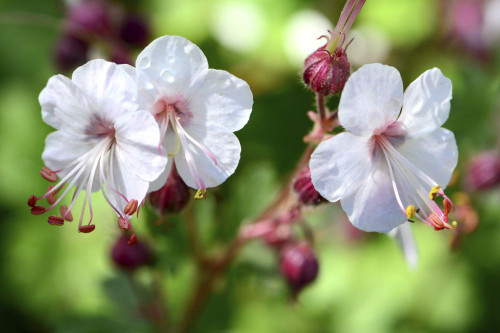 Close up of three white and pink flowers.; Cambridge, Massachusetts. Poster Print by Darlyne Murawski (20 x 13)