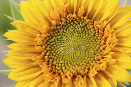 Close up of a sunflower, Helianthus species.; Wellesley, Massachusetts. Poster Print by Darlyne Murawski (17 x 11)