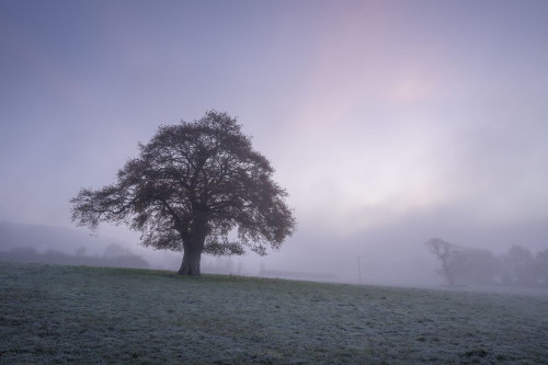An autumnal oak tree at dawn in the English countryside. Poster Print by Loop Images Ltd. (20 x 13)